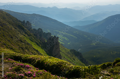 Wonderful views of the Carpathian mountains covered with rhododendron flowers on the background of a fantastic sky