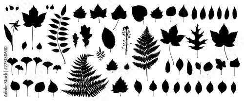 Set of Black Autumn Leaves Isolated on White Background