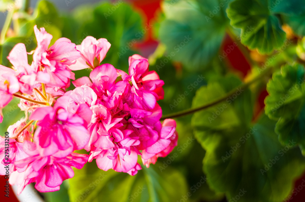 Lovely pink Pelargonium Geranium flowers, close up Lovely pink Pelargonium Geranium flowers, close up