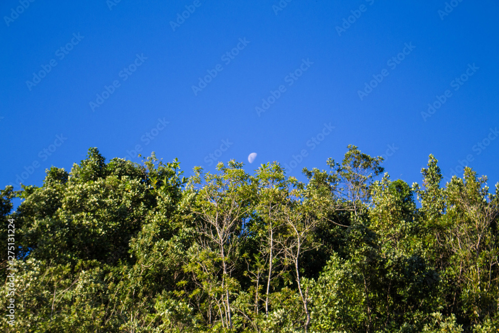 Obraz premium Lua nova