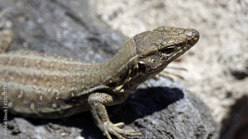 small grey lizard in teide park small grey lizard in teide park