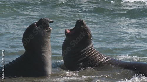 Handheld, medium close up, slow motion footage of two elephant seals fighting as waves splash on them.