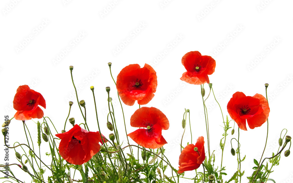 Obraz premium czerwone maki na białym tle