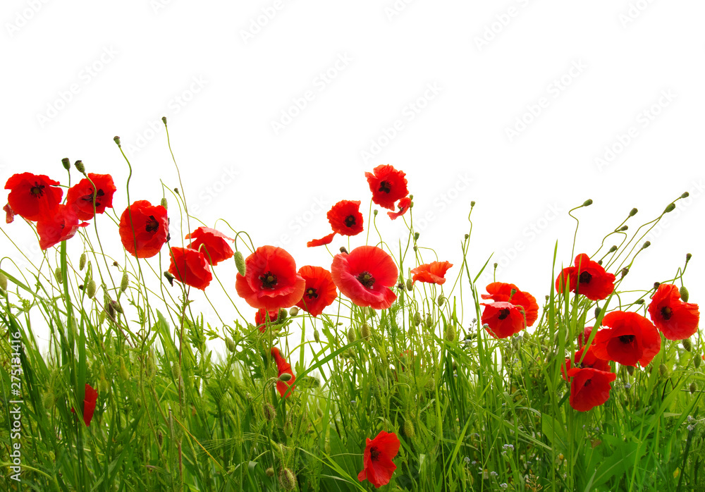 Fototapeta premium red poppies on white