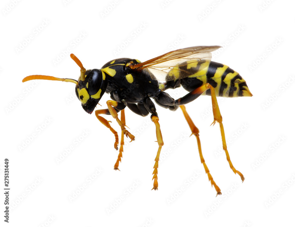 wasp isolated on white wasp isolated on white