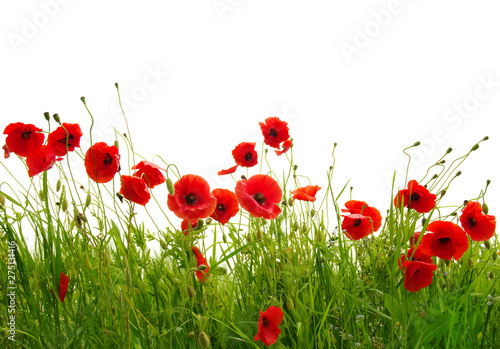 red poppies on white