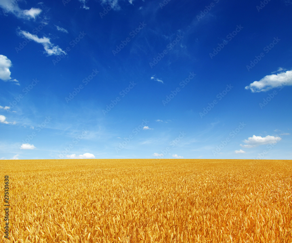 Naklejka premium Wheat field and sun