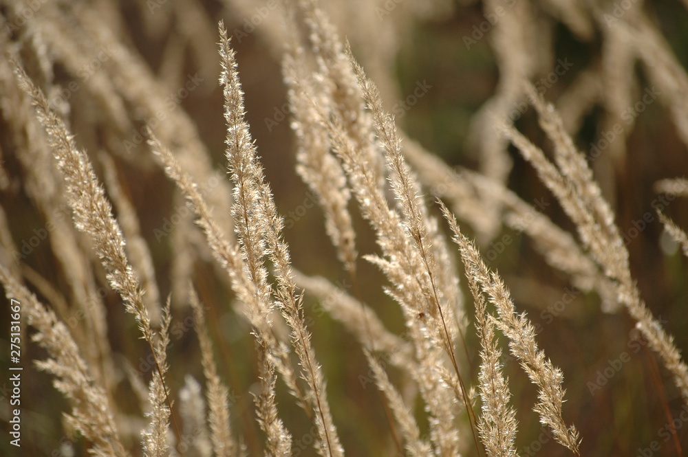Morning dew on the grass. Many spikelets. Nature background Morning dew on the grass. Many spikelets. Nature background