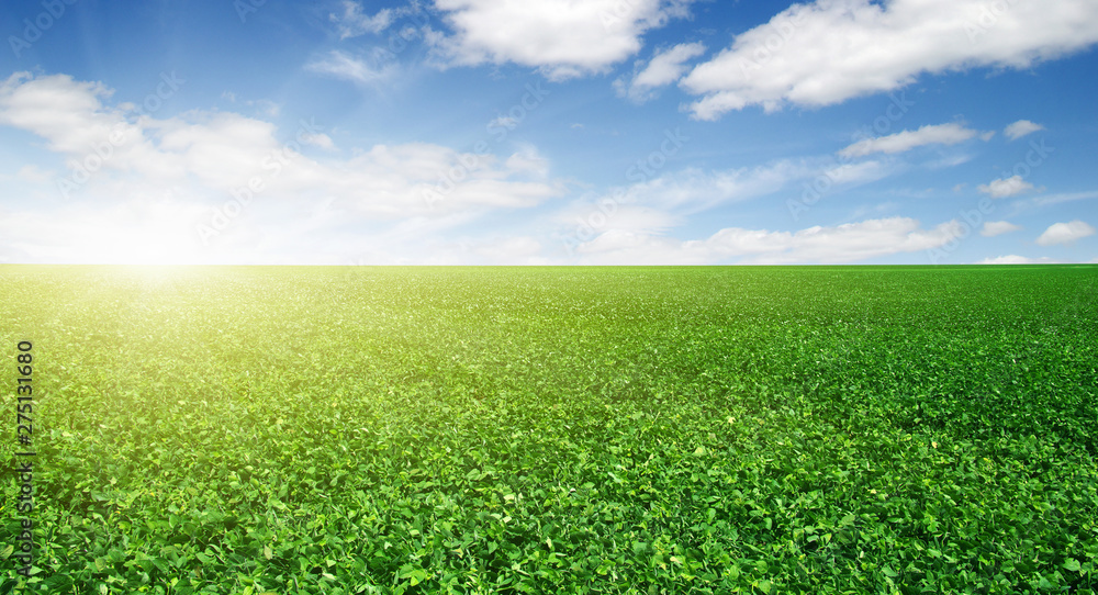 green field and blue sky