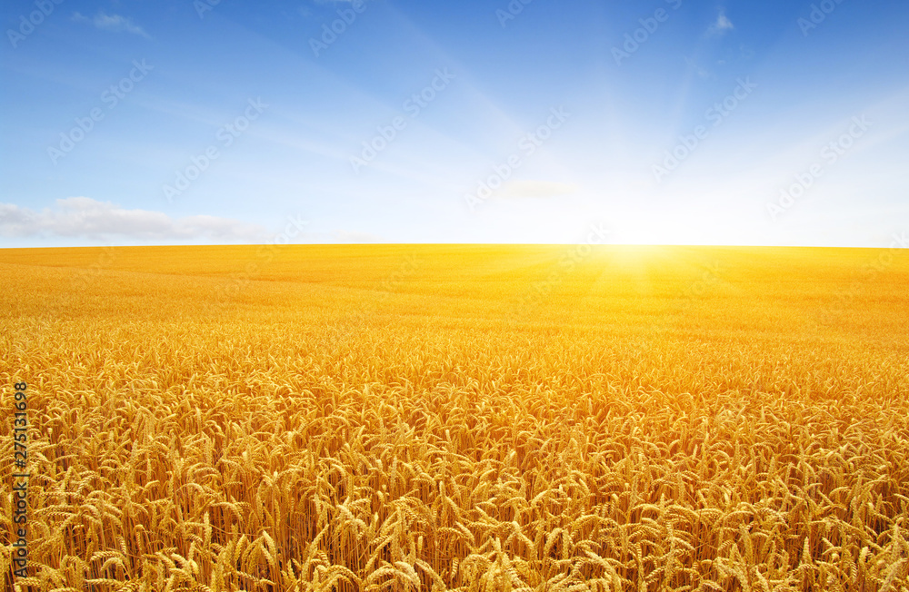Naklejka premium Wheat field and sun
