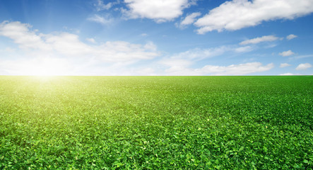 Acrylglasbilder Gras Grünes Feld unter blauem Himmel  © Alekss