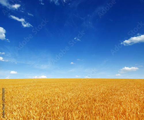 Wheat field and sun