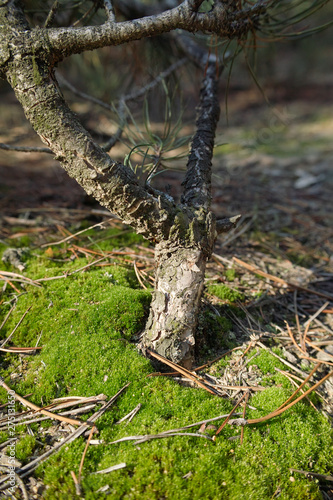 Little wild bonsai tree in the forest. The moss and pins on the ground. Autumn sunny day.