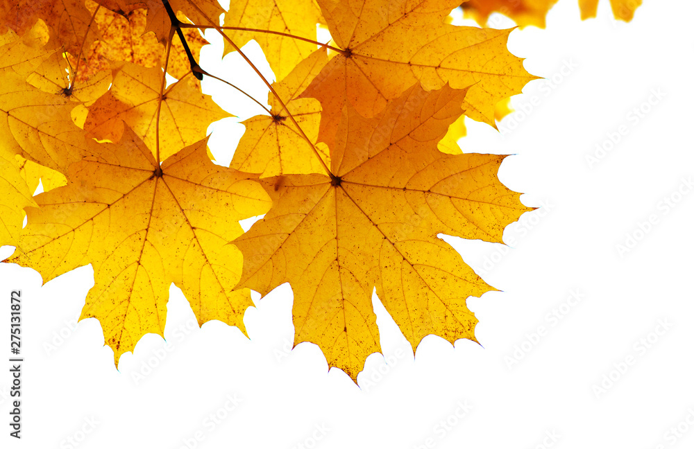Autumn leaves on the sun Autumn leaves on the sun