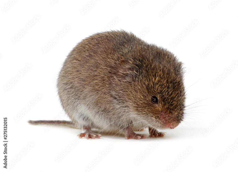 Mouse isolated on white Mouse isolated on white