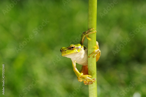 Frog on green background
