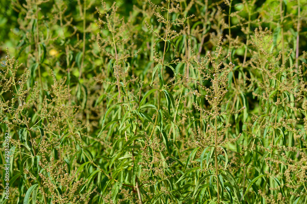 Close-up of Lemon Verbena Flowers, Lemon Beebrush, Aloysia Citrodora, Nature Close-up of Lemon Verbena Flowers, Lemon Beebrush, Aloysia Citrodora, Nature