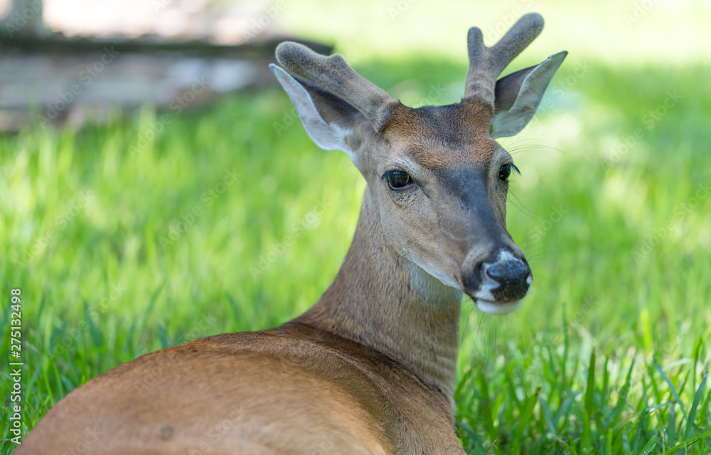 Deer lying in grass Deer lying in grass