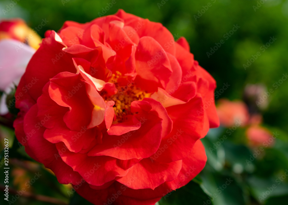 rote Rosen im Rosengarten