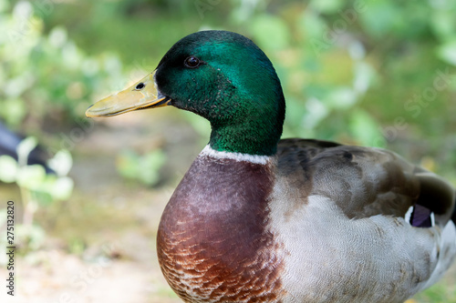 Beautiful duck swimming in a lake