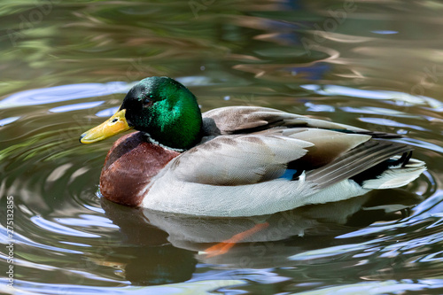 Beautiful duck swimming in a lake