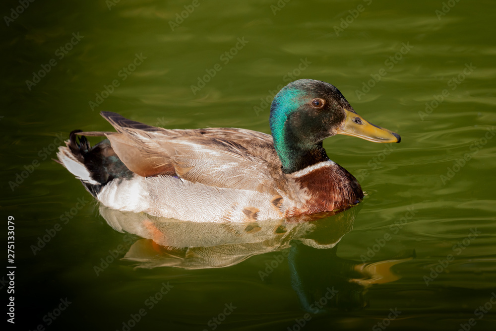 Fototapeta premium Beautiful duck swimming in a lake