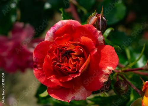 rote Rosen im Rosengarten