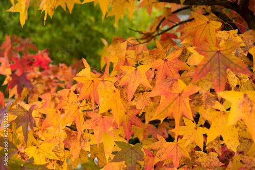 Blätter im Herbst