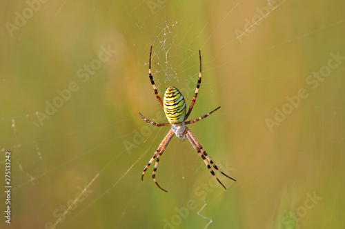 Wasp spider sitting on a spider web