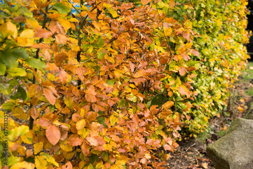 Blätter im Herbst