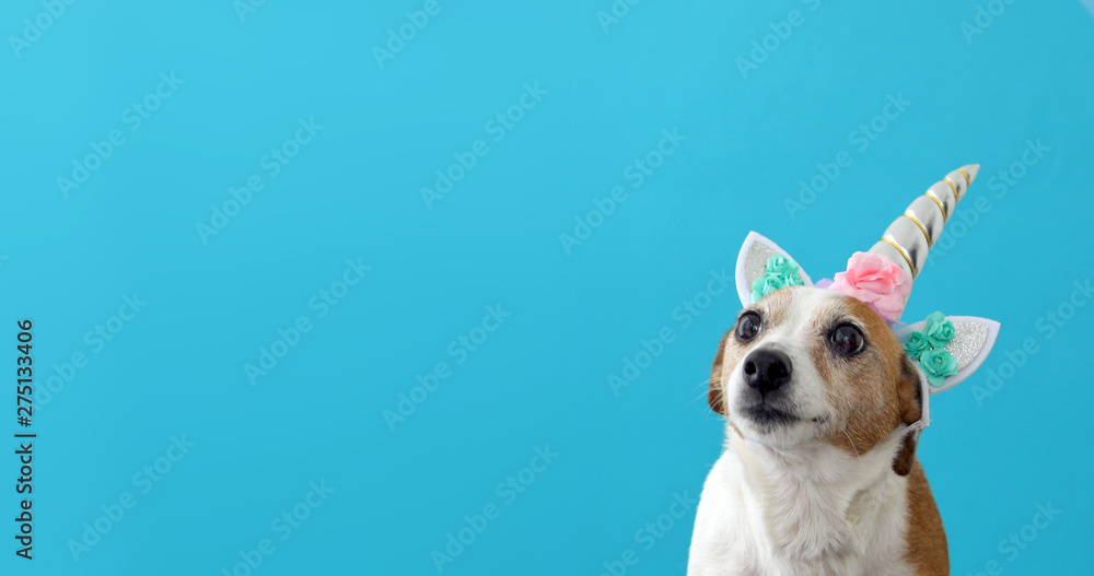 Funny unicorn little white dog on blue background with copy space - obrazy, fototapety, plakaty 
