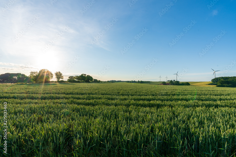 Windkraftanlage mit Getreidefeld bei Sonnenuntergang Windkraftanlage mit Getreidefeld bei Sonnenuntergang