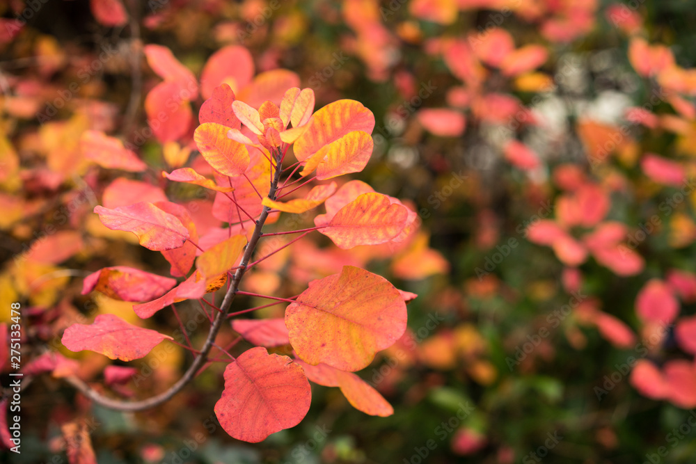 Blätter im Herbst Blätter im Herbst