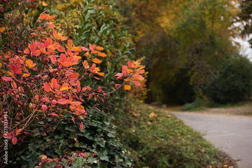 Blätter im Herbst an einer Straße