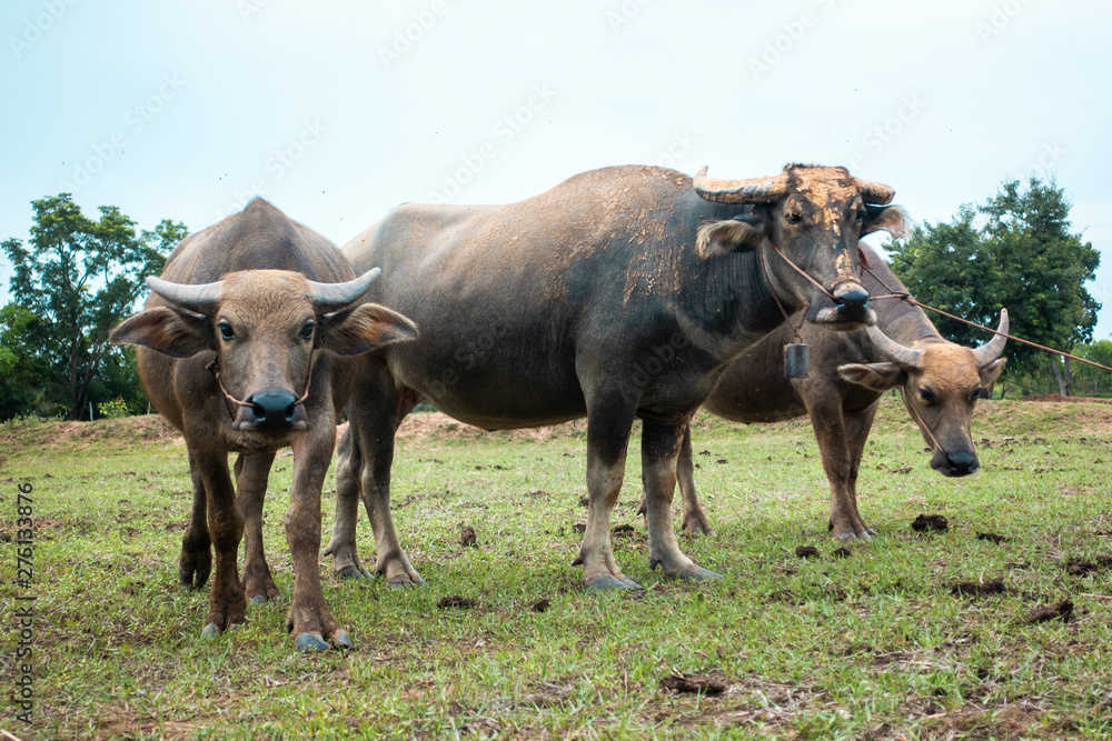Thailand buffaloes in rice field Thailand buffaloes in rice field