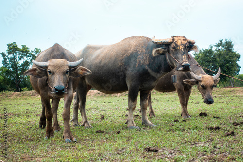 Thailand buffaloes in rice field