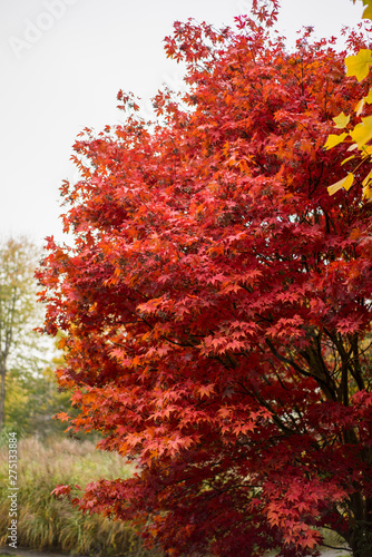 Blätter im Herbst