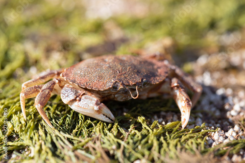 Tiny sea crab on a bed of moss © Mark