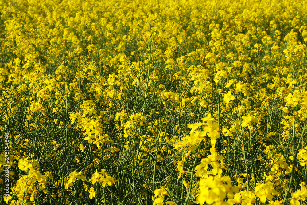 Obraz premium Close-up field of beautiful flowers.