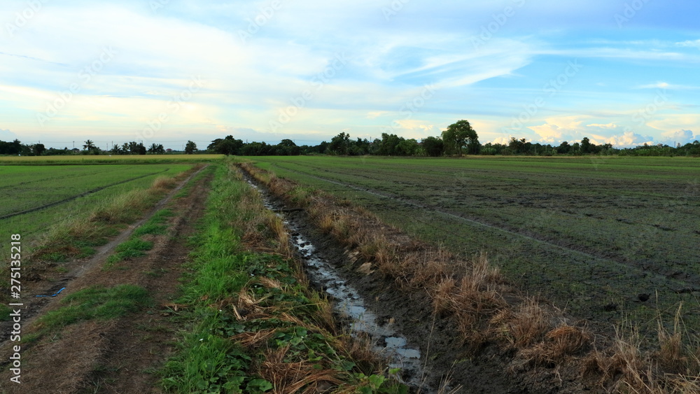 Rice Field of Farmer and sun in the evening,in Thailand Rice Field of Farmer and sun in the evening,in Thailand