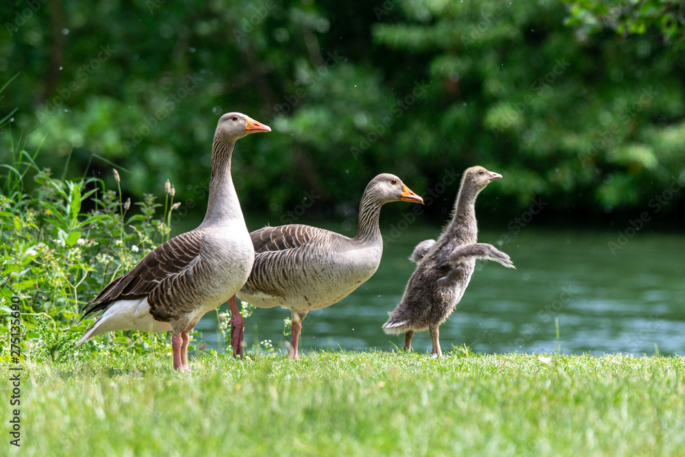 Adult greylag geese (anser anser) with young goslings Adult greylag geese (anser anser) with young goslings