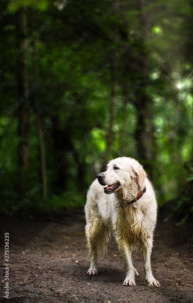 The Golden Retriever The Golden Retriever