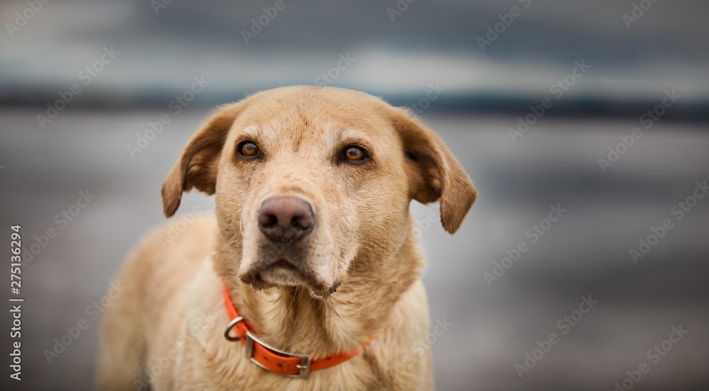 The Golden Labrador The Golden Labrador