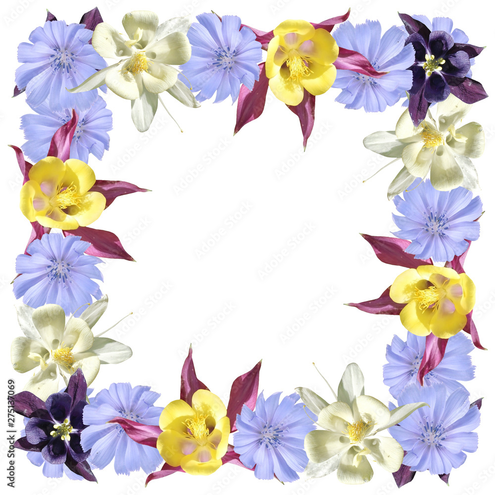 Beautiful floral background of aquilegia and chicory. Isolated