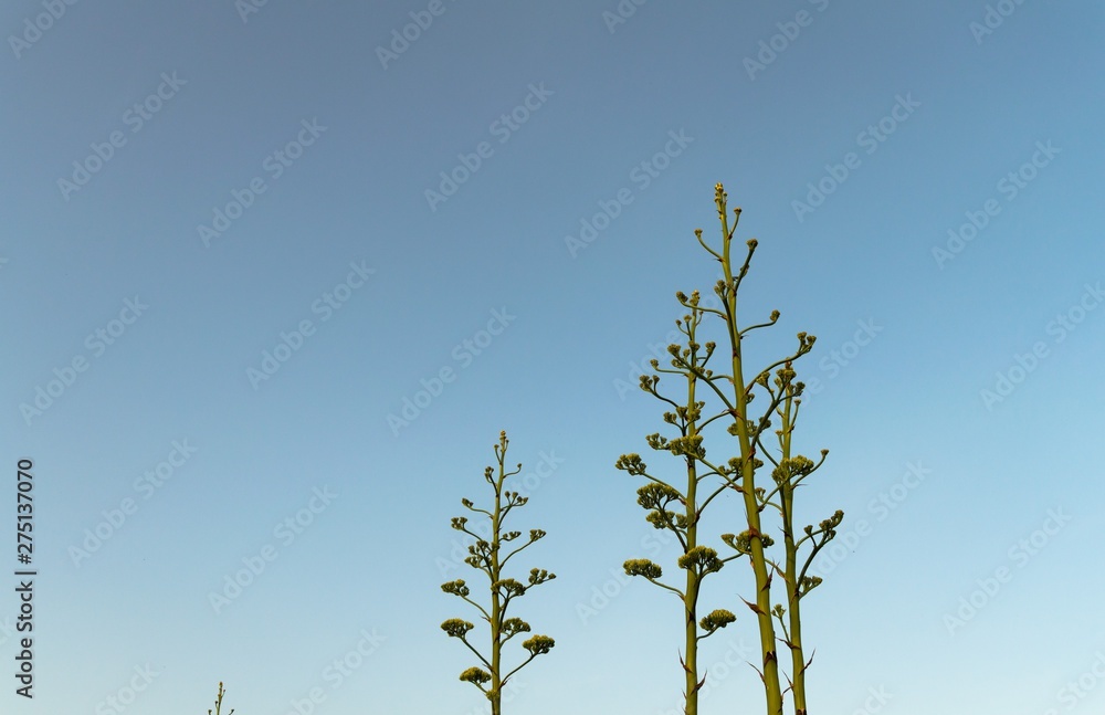 Close-up of Agave Americana Plants in Bloom, Sentry Plant Close-up of Agave Americana Plants in Bloom, Sentry Plant