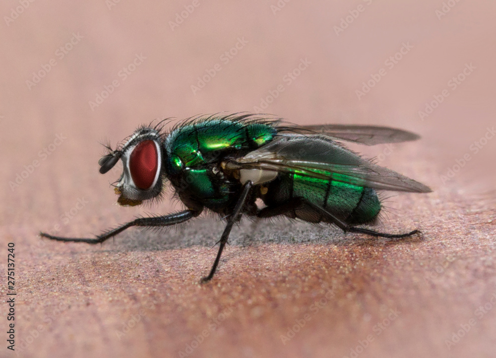 Green fly macro photo Green fly macro photo