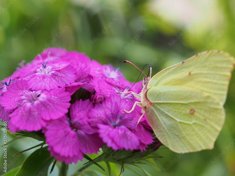 A butterfly with yellow wings collects nectar from flowers. Red Turkish carnations. A butterfly with yellow wings collects nectar from flowers. Red Turkish carnations.