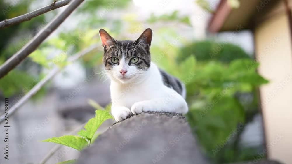 Wild gray cat is grooming