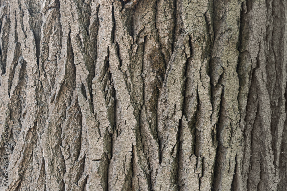 the texture of the bark of a Linden closeup of the trunk of an old tree the texture of the bark of a Linden closeup of the trunk of an old tree