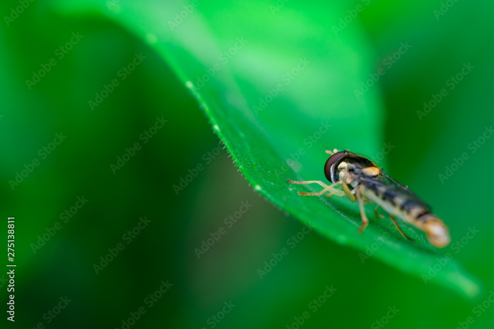 Hoverflies is just resting on top of a leaf, Syrphidae Hoverflies is just resting on top of a leaf, Syrphidae
